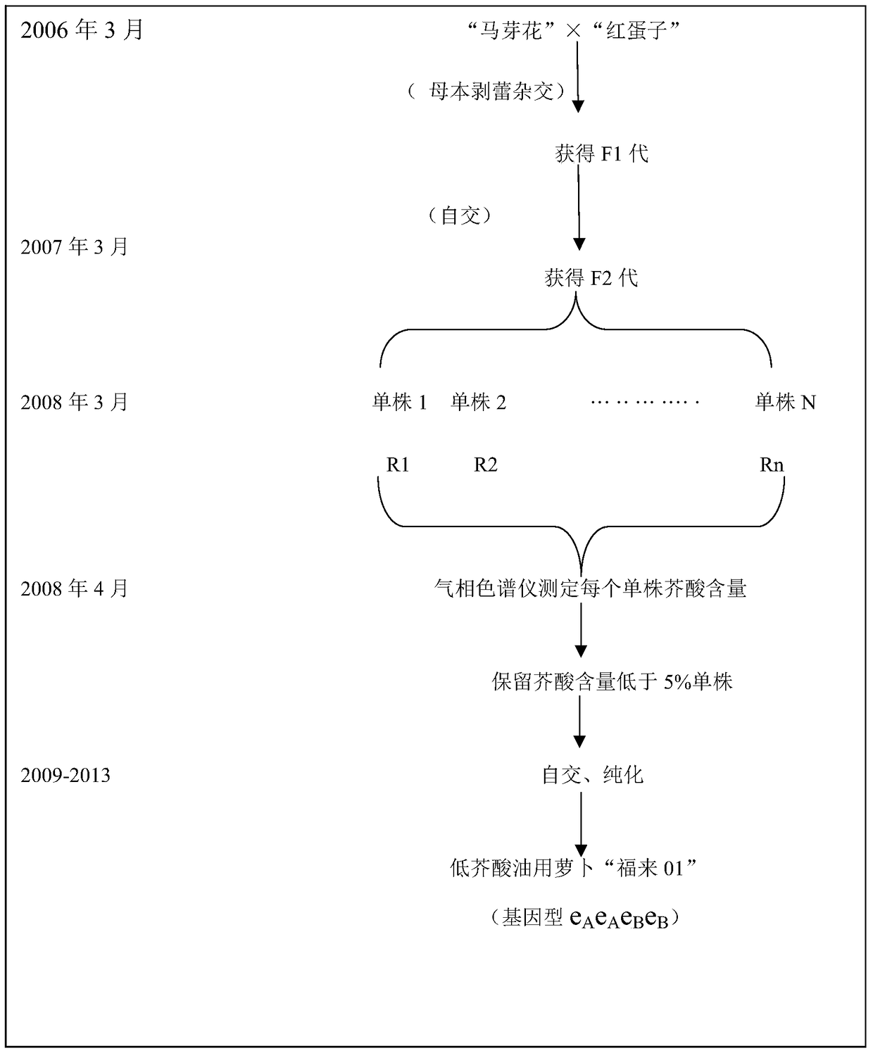 A kind of breeding method of radish with low erucic acid and high oil yield