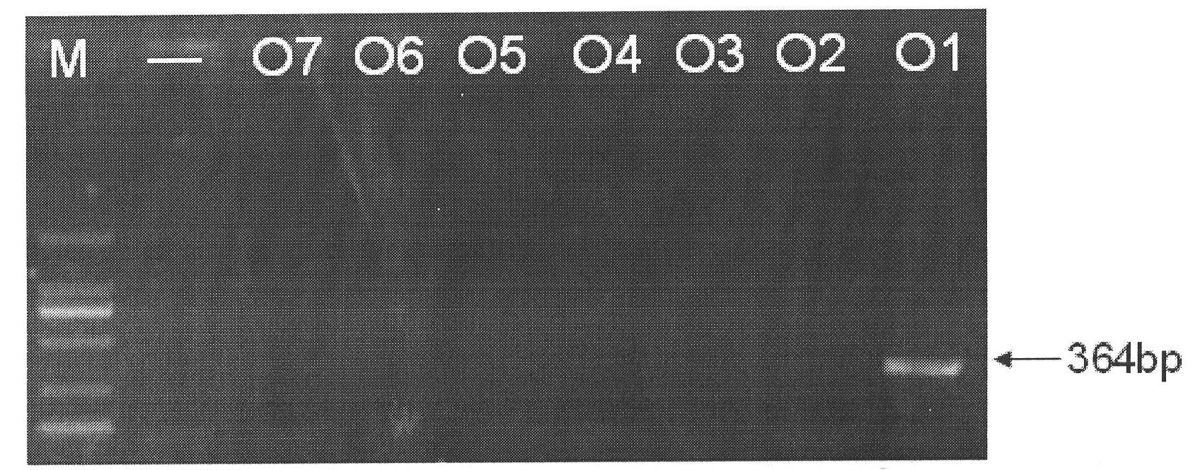 Cronobacter sakazakii O antigen specific nucleotides and use thereof