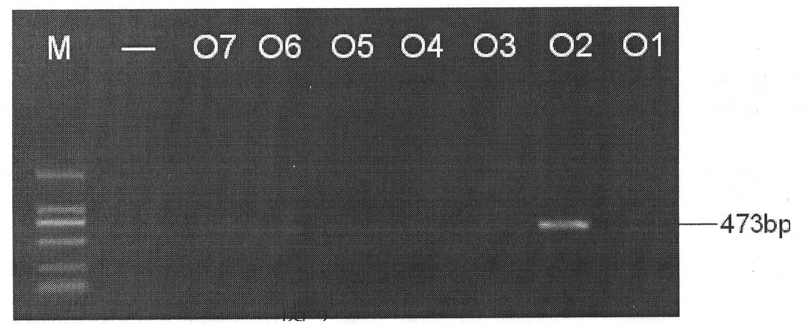 Cronobacter sakazakii O antigen specific nucleotides and use thereof