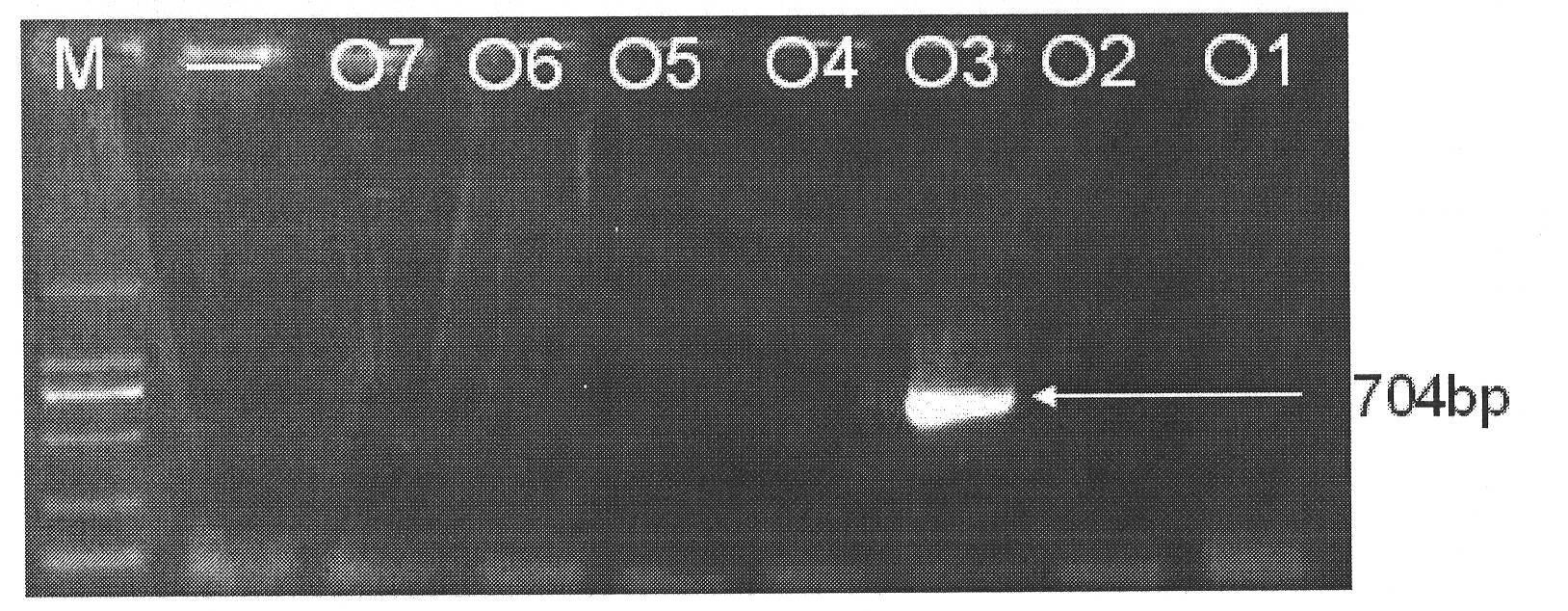 Cronobacter sakazakii O antigen specific nucleotides and use thereof