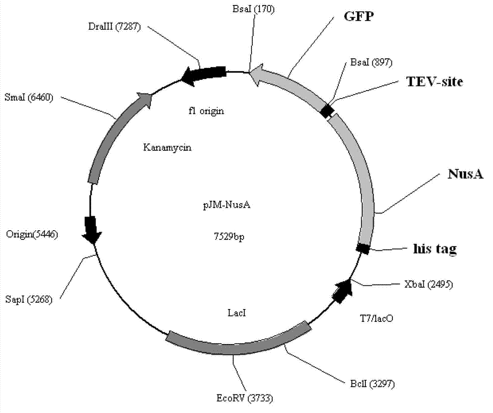 Quick clone and expression plasmid vector containing N utilization substance A (NusA) protein fusion label