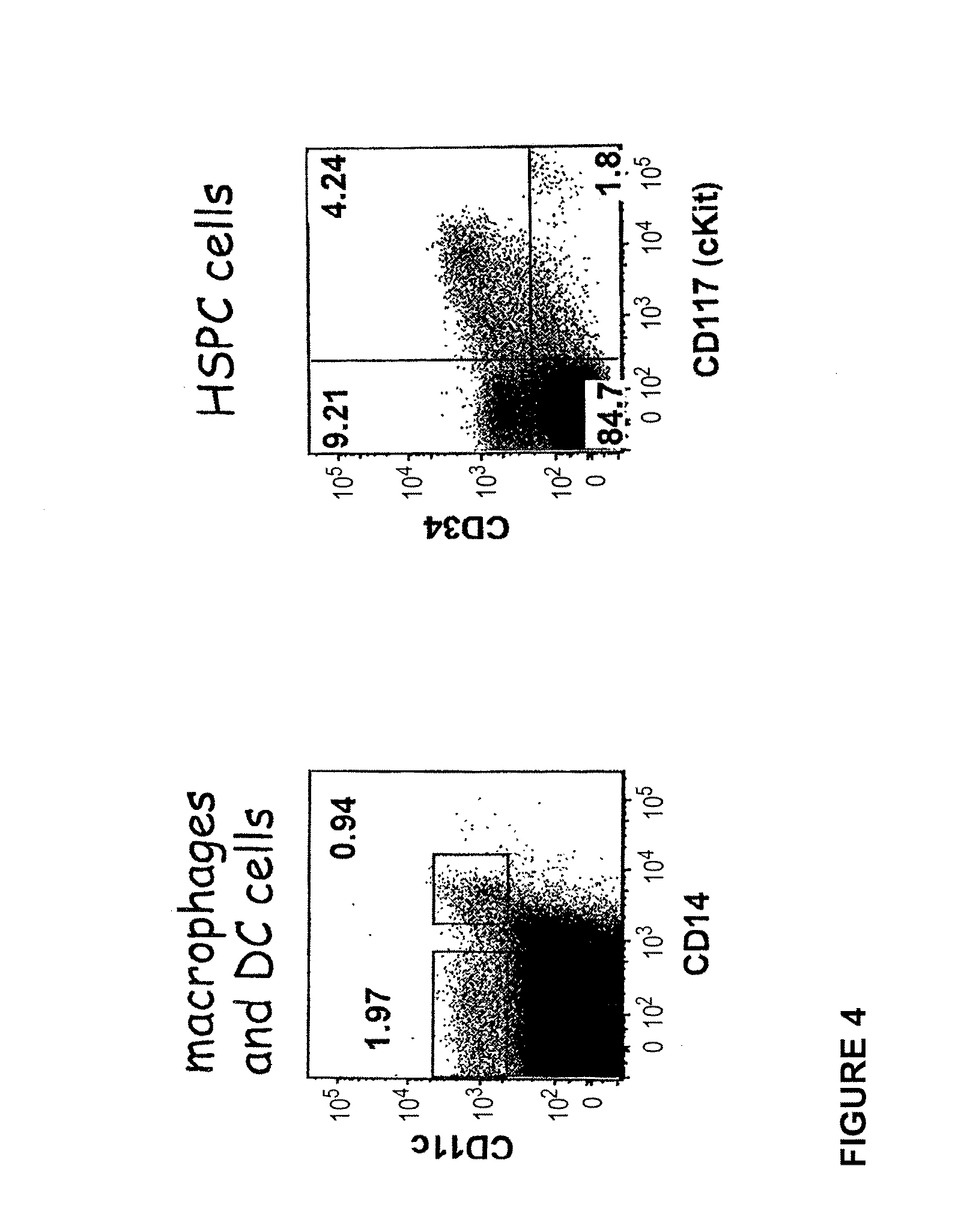 Transgenic Immunodeficient Mouse Expressing Human SIRP-alpha