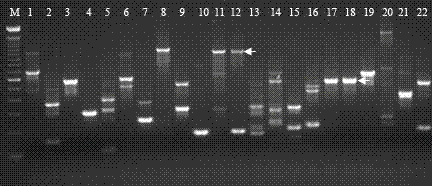 Specific sub sequence for separating Ac/Ds flanking sequence and separation method thereof