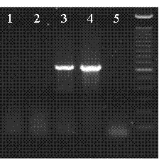 Specific sub sequence for separating Ac/Ds flanking sequence and separation method thereof