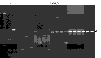 Specific sub sequence for separating Ac/Ds flanking sequence and separation method thereof