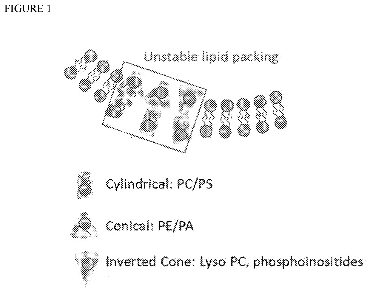 Methods for making giant vesicles and their use