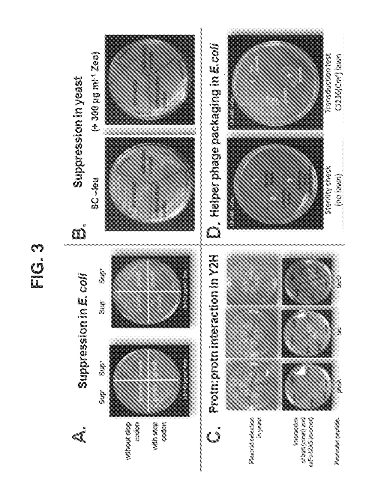 Methods of identifying and validating affinity reagents