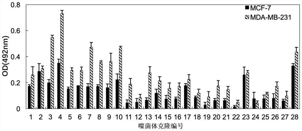 A kind of polypeptide that specifically targets triple negative breast cancer and its application