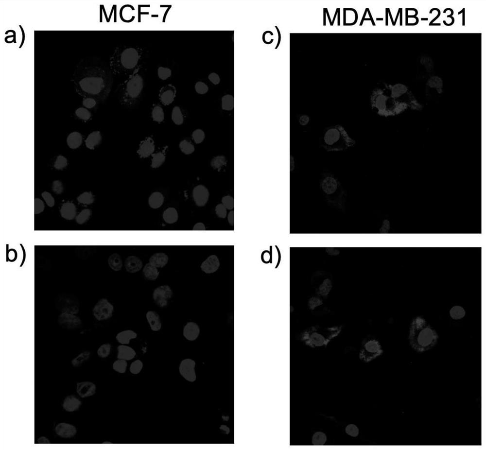 A kind of polypeptide that specifically targets triple negative breast cancer and its application