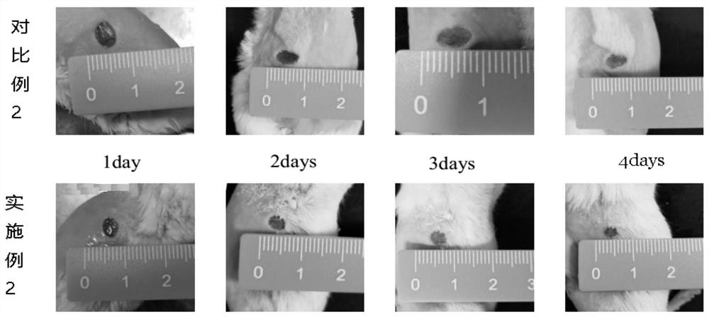 Combination medicine for promoting skin wound healing and hair growth and preparation method thereof