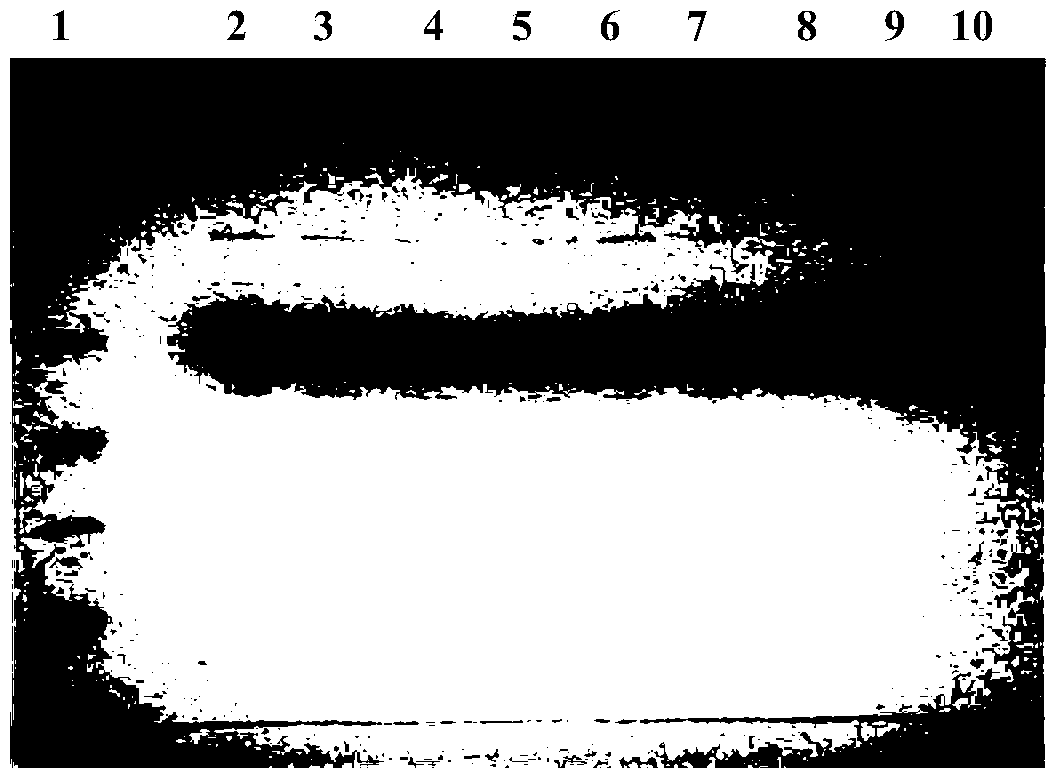 Recombinant human serum albumin-interferon alpha fusion protein water solution and preparation method thereof