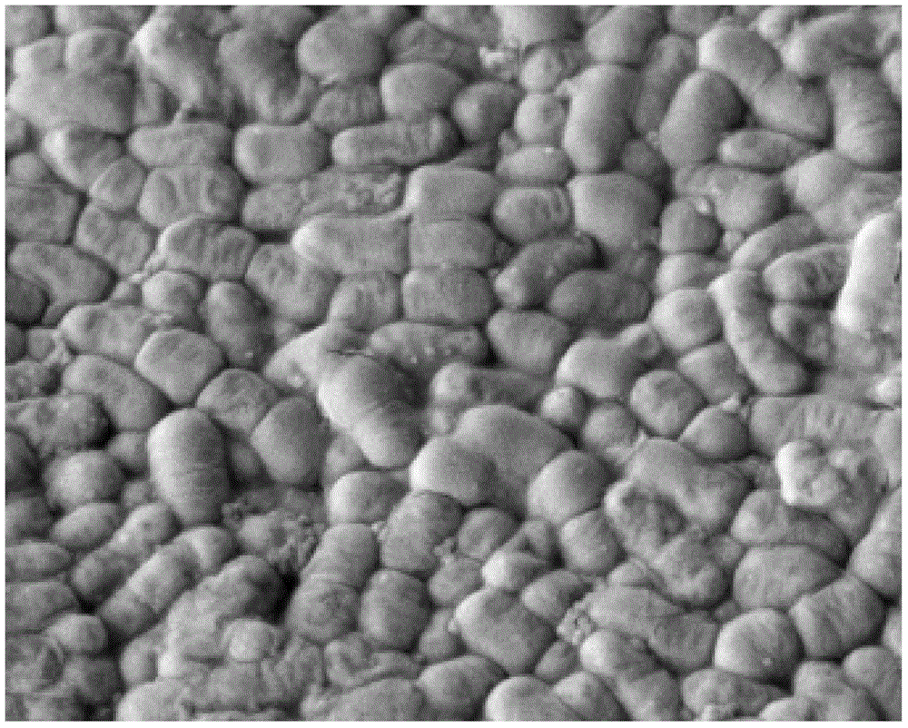 Lactic acid bacterium composition for protecting gastrointestinal mucosa and preparation method of lactic acid bacterium composition