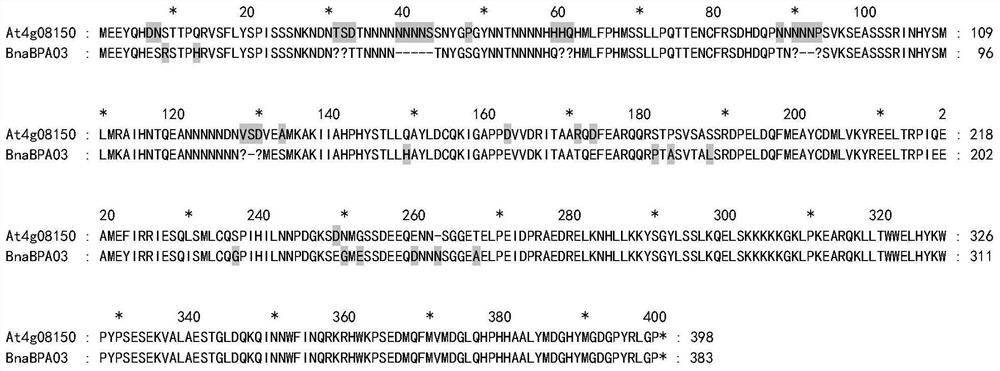 Rape BnaBPA03 gene as well as application and method of rape BnaBPA03 gene in regulation and control of rape plant type