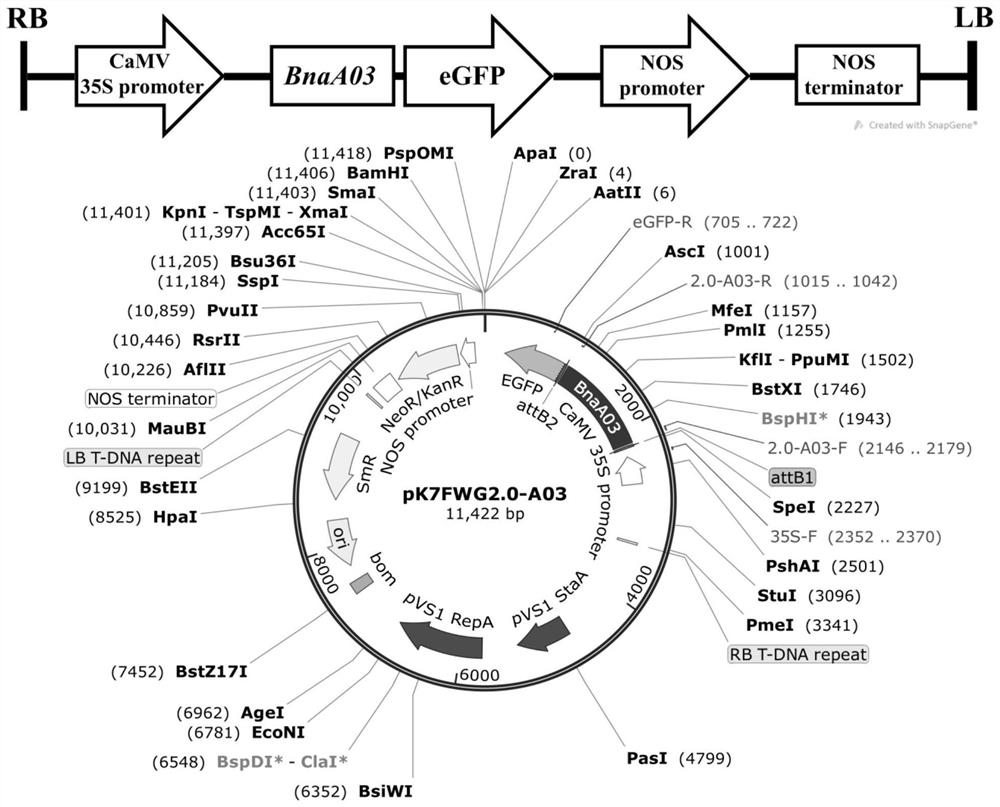 Rape BnaBPA03 gene as well as application and method of rape BnaBPA03 gene in regulation and control of rape plant type