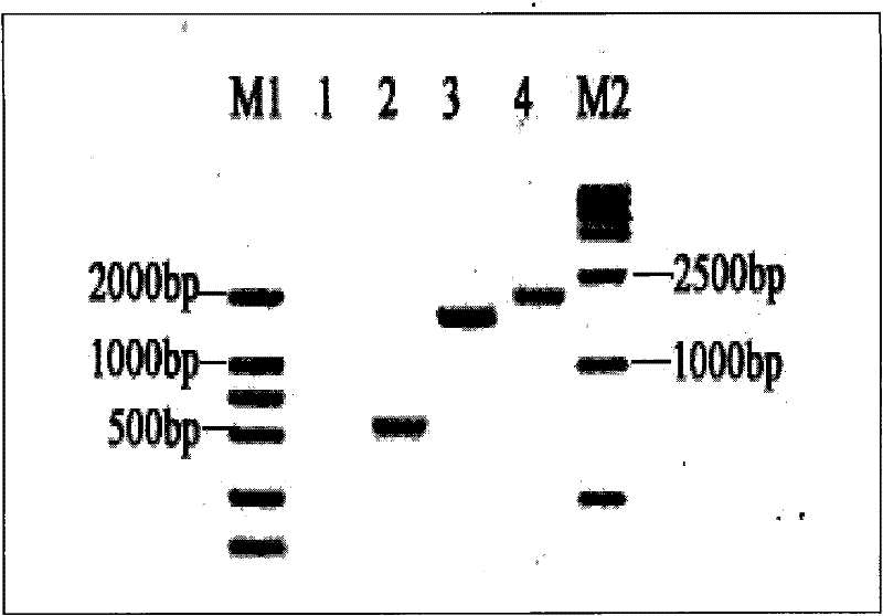 Preparation method and application of Vibro harveyi and Vibrio parahaemolyticus bigeminy DNA vaccine