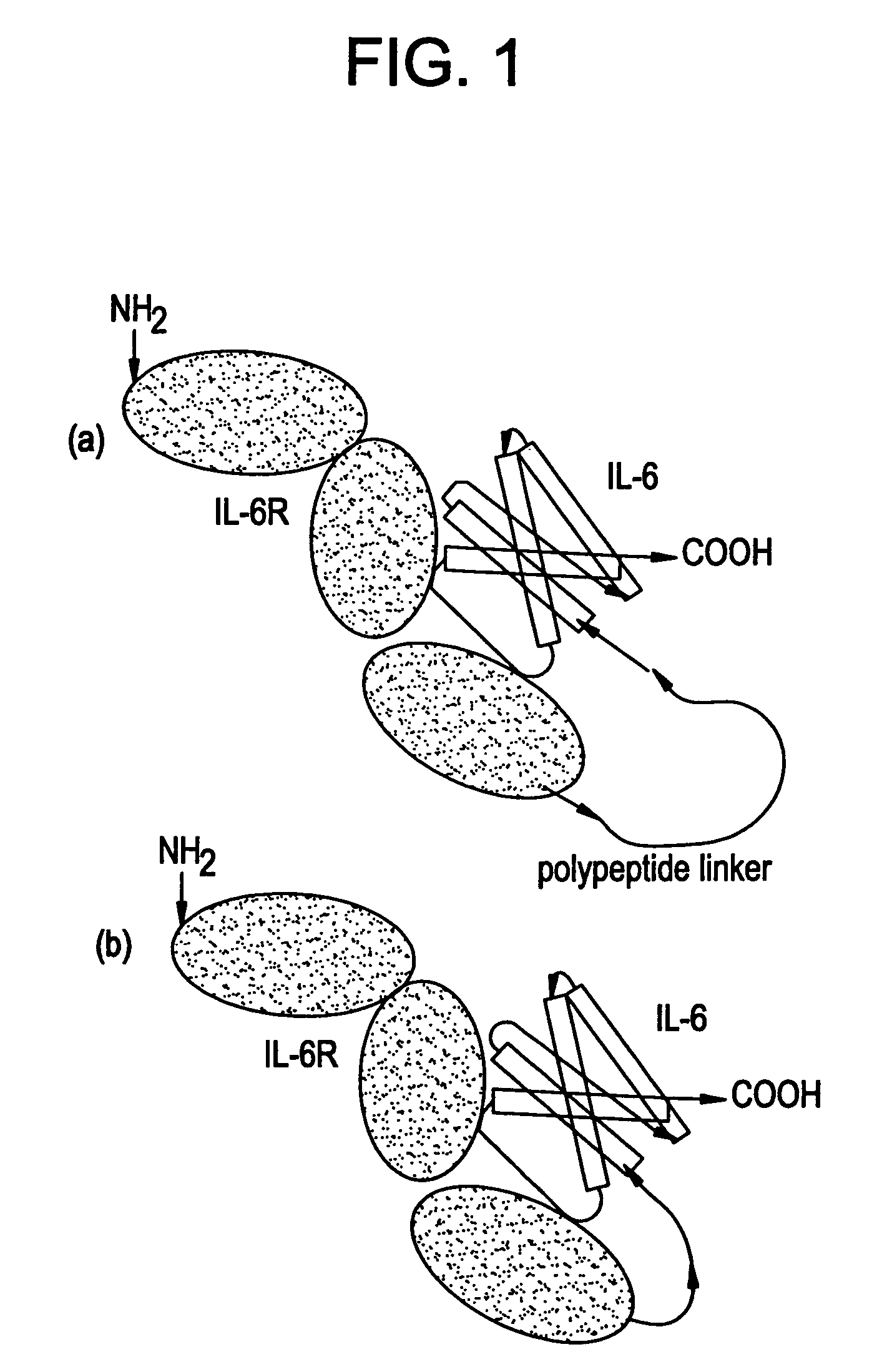 IL-6 receptor.IL-6 direct fusion protein