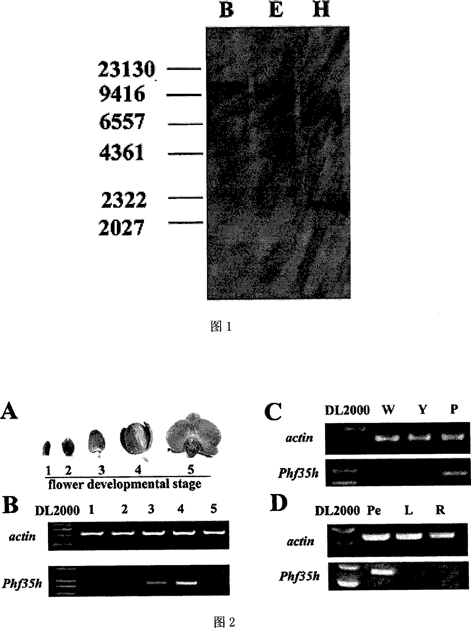 Flavonoid-3,5'-hydroxylase gene cloned from moth orchid, its coded sequence and application