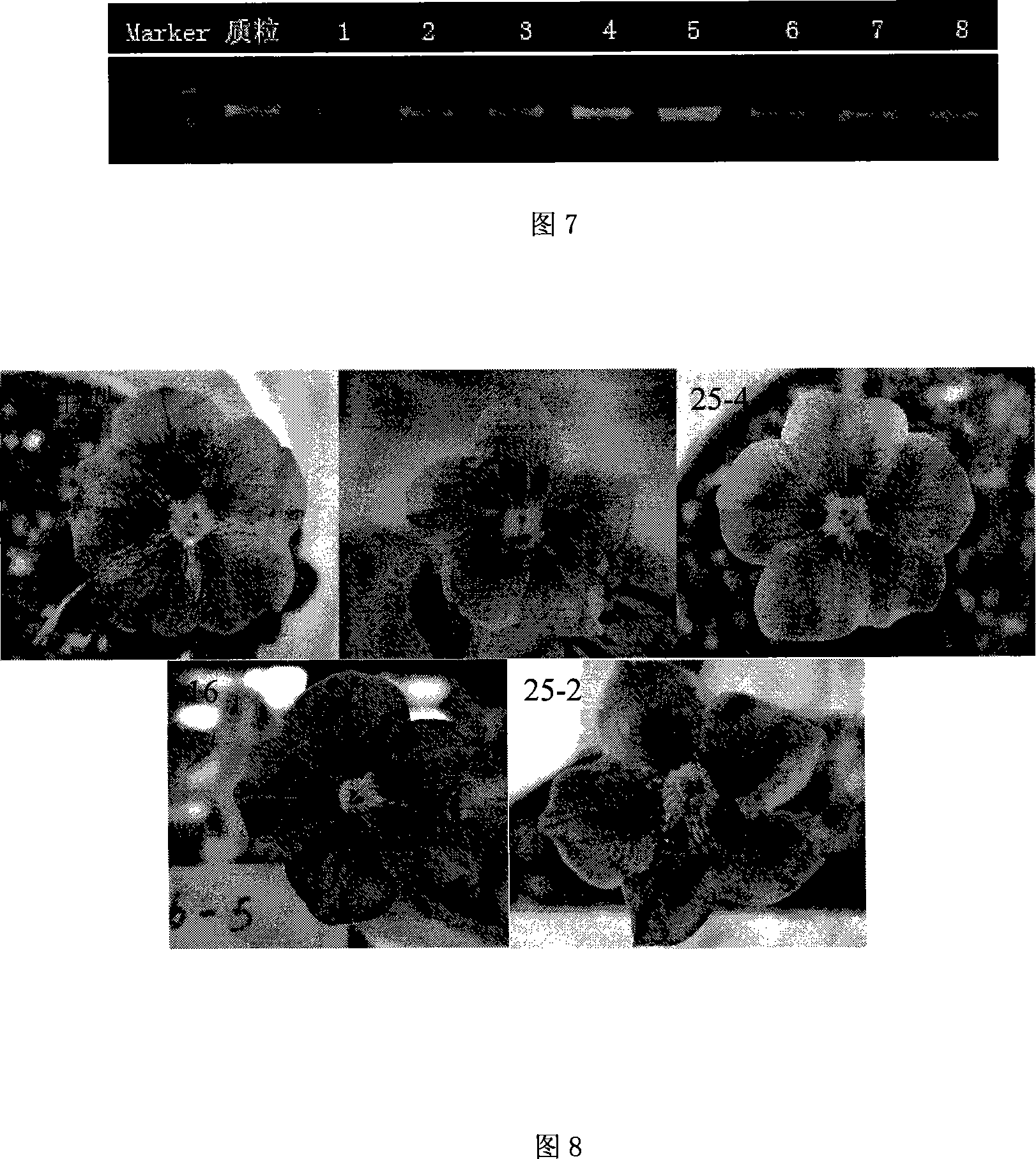 Flavonoid-3,5'-hydroxylase gene cloned from moth orchid, its coded sequence and application