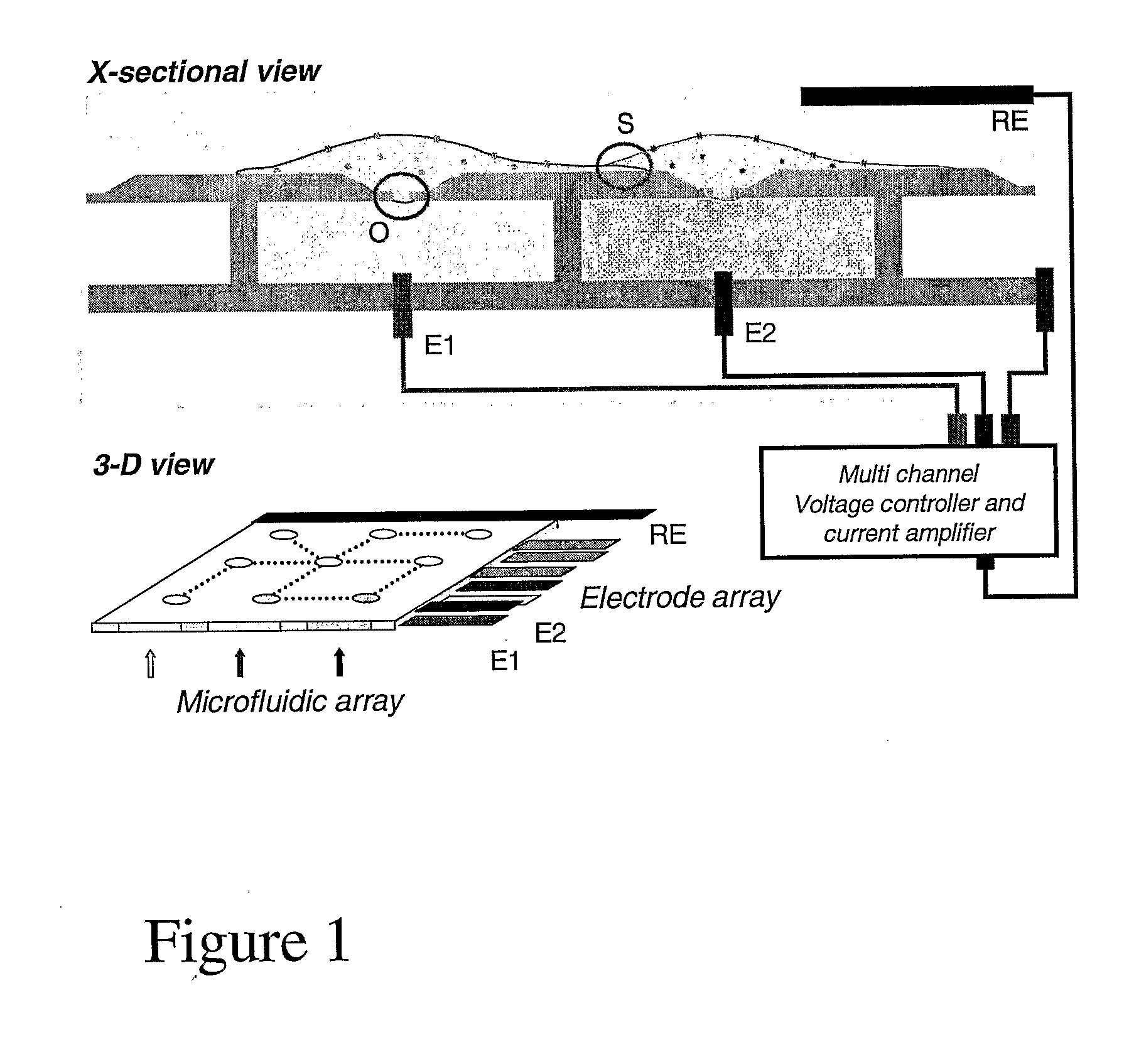 Patterned Cell Network Substrate Interface and Methods and Uses Thereof