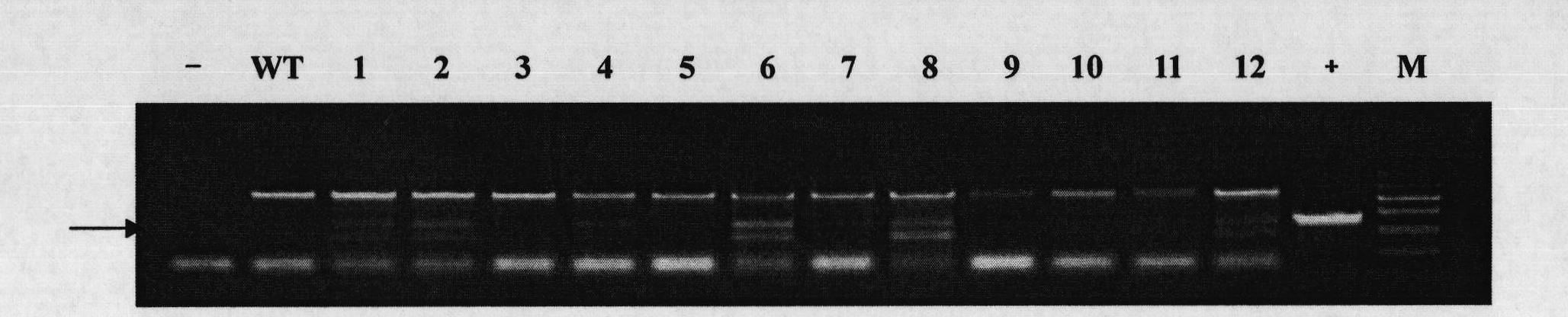 Plant disease resistance-related protein and coding gene and application thereof