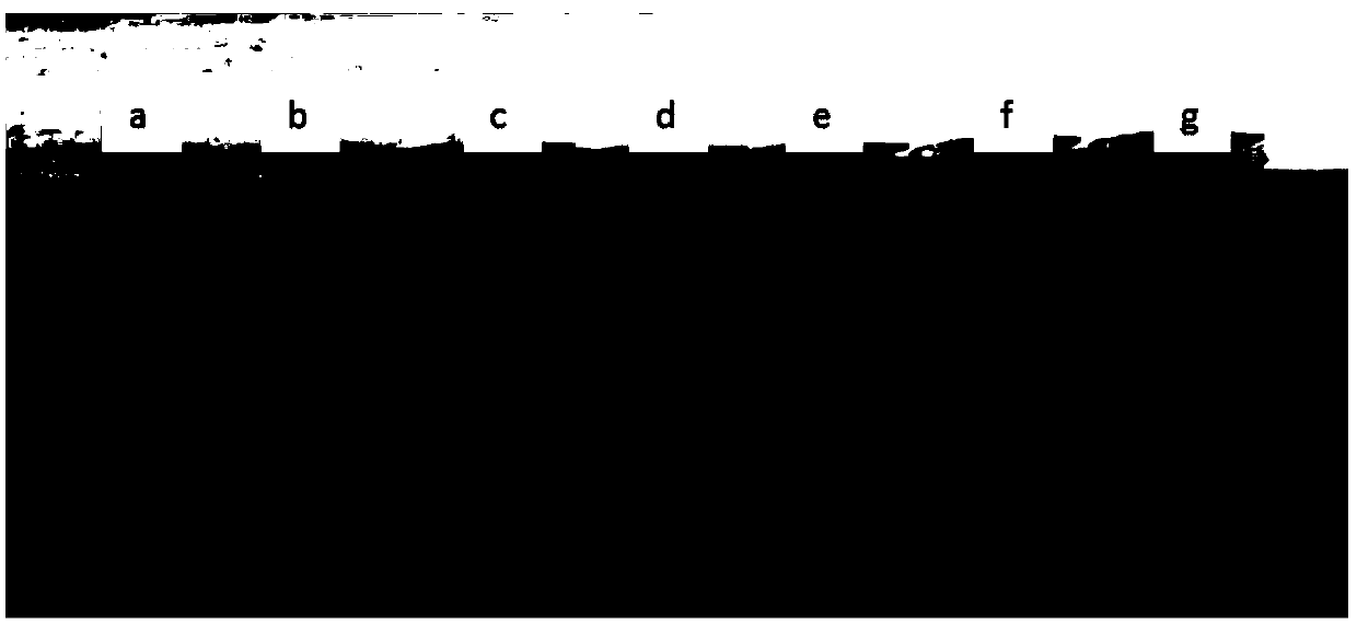 In vitro reconstruction human red blood cell substitute and preparation method thereof