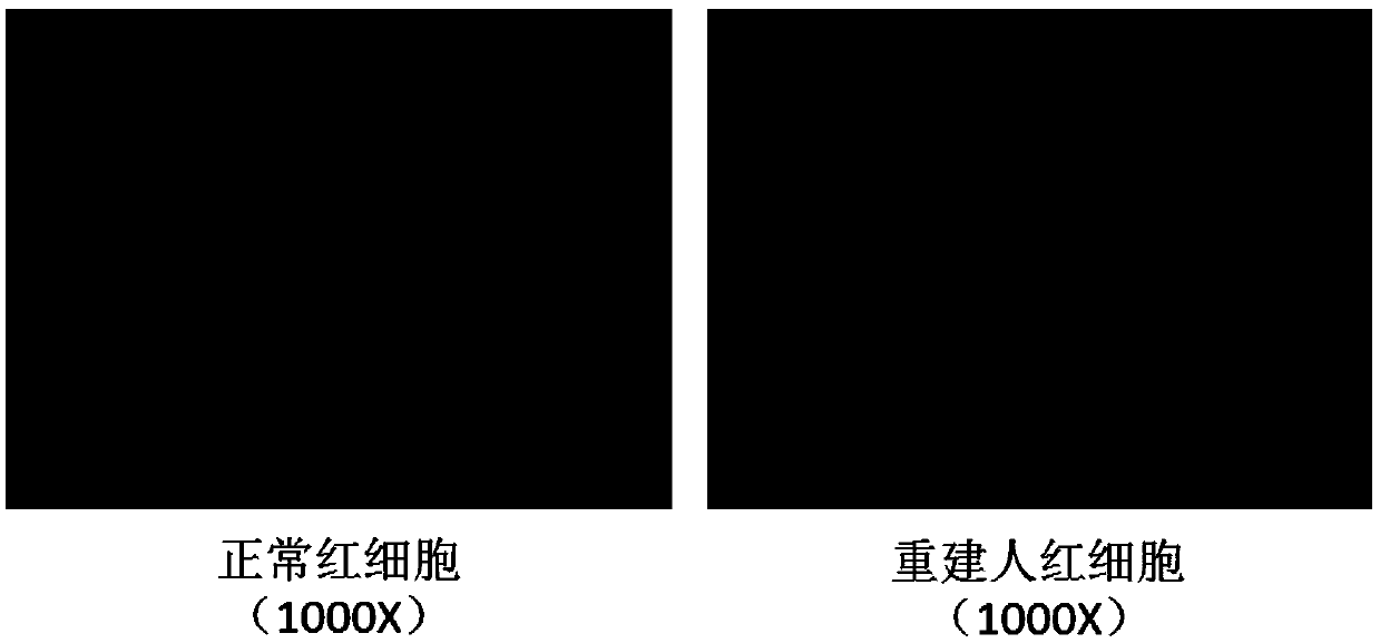 In vitro reconstruction human red blood cell substitute and preparation method thereof