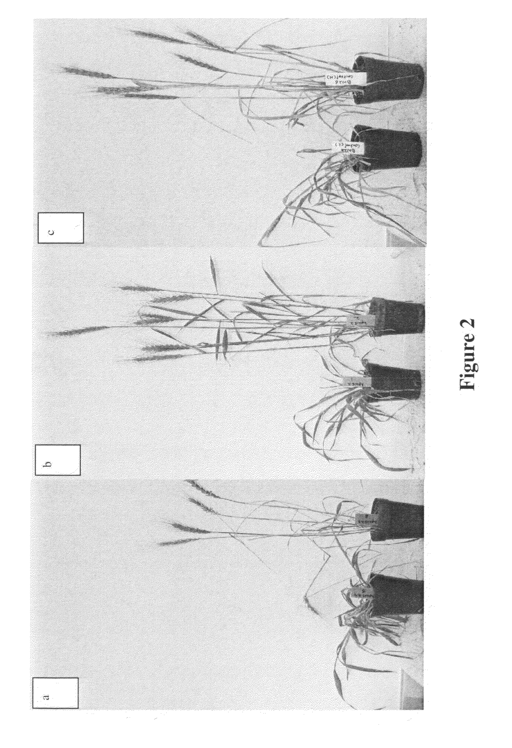 Wheat plants with immunity to wheat streak mosaic virus (WSMV)