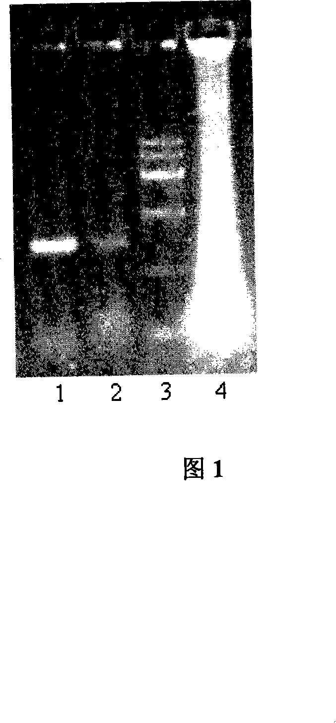 Method of preparing recombination human source catalase and application thereof