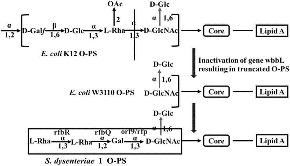 Recombinant escherichia coli, and application of recombinant escherichia coli to preparation of anti-Shigella glycoprotein vaccine