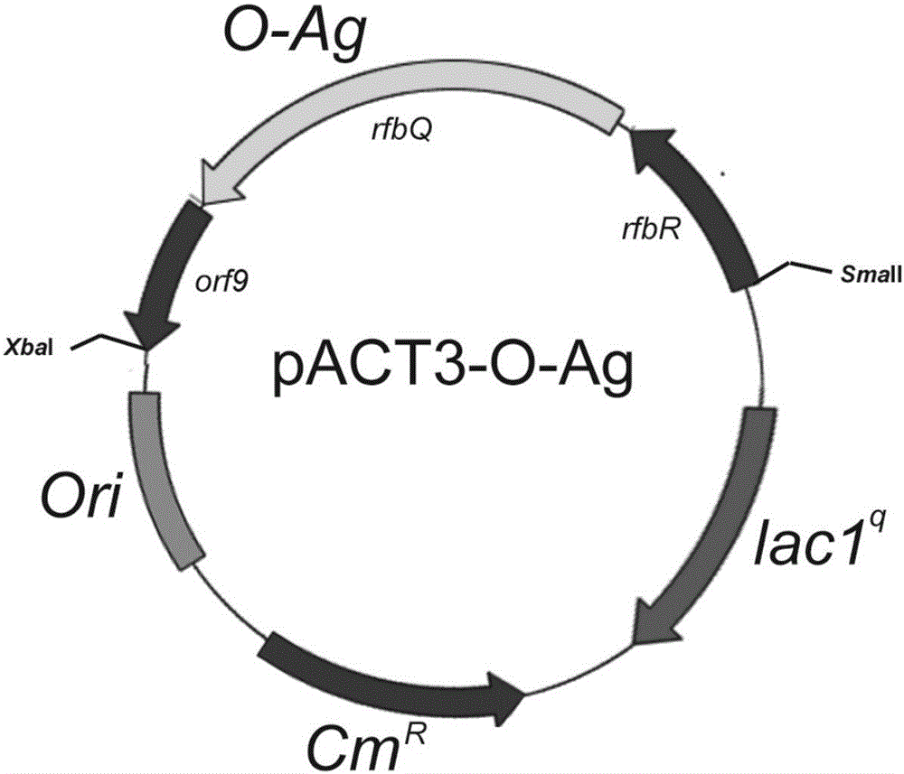 Recombinant escherichia coli, and application of recombinant escherichia coli to preparation of anti-Shigella glycoprotein vaccine