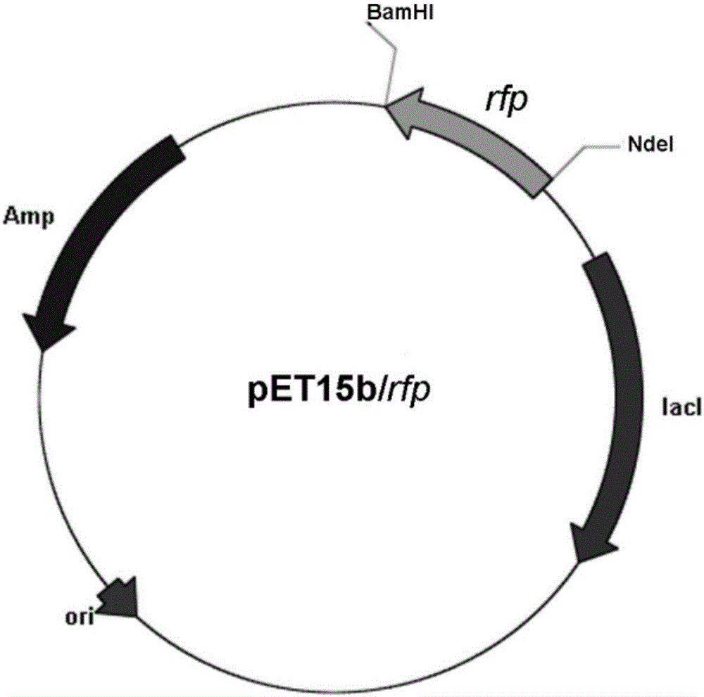 Recombinant escherichia coli, and application of recombinant escherichia coli to preparation of anti-Shigella glycoprotein vaccine