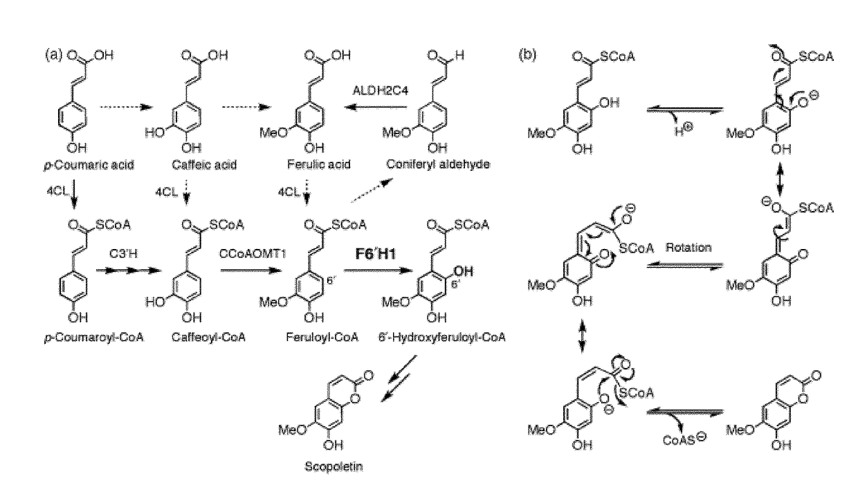 Method of increasing resistance against soybean rust in transgenic plants by increasing the scopoletin content