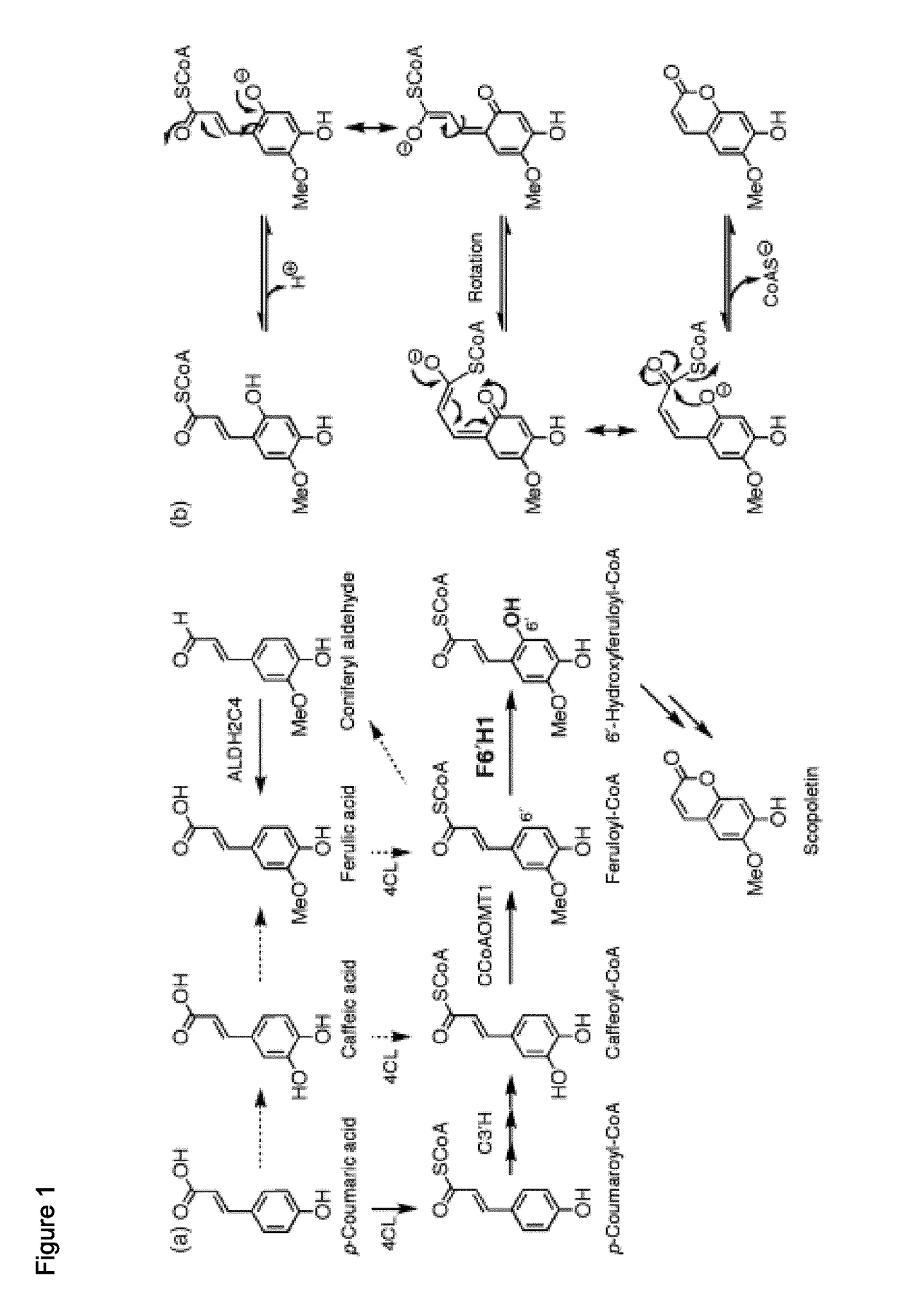 Method of increasing resistance against soybean rust in transgenic plants by increasing the scopoletin content