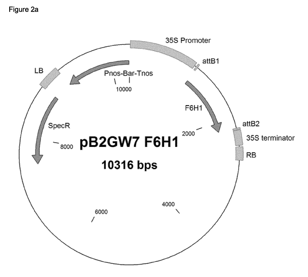 Method of increasing resistance against soybean rust in transgenic plants by increasing the scopoletin content