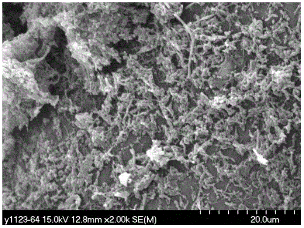 Method for rapidly and stably starting wastewater nitrite type mixotrophic desulfurization and denitrification system