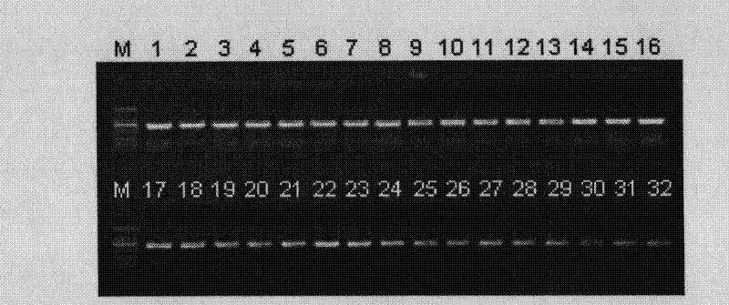 Cloning vector