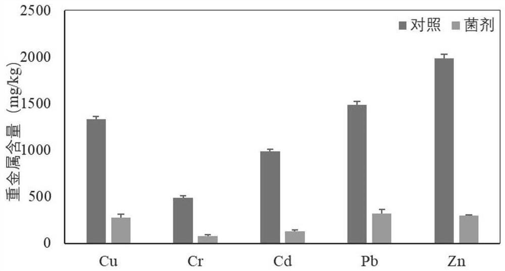 Heavy metal tolerant microbial strain and application thereof