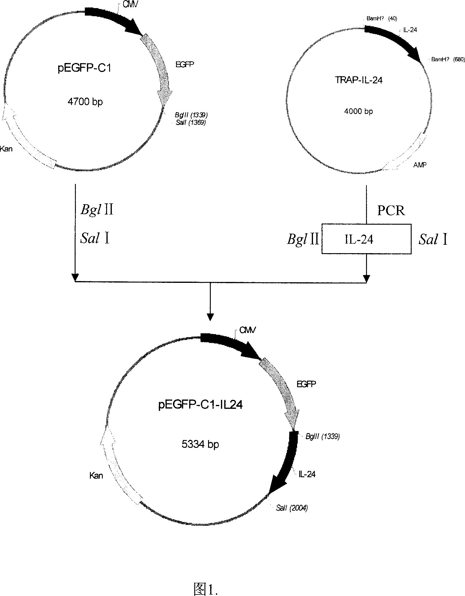 Configuration of cell facter IL-24 eucargon expression carrier and application