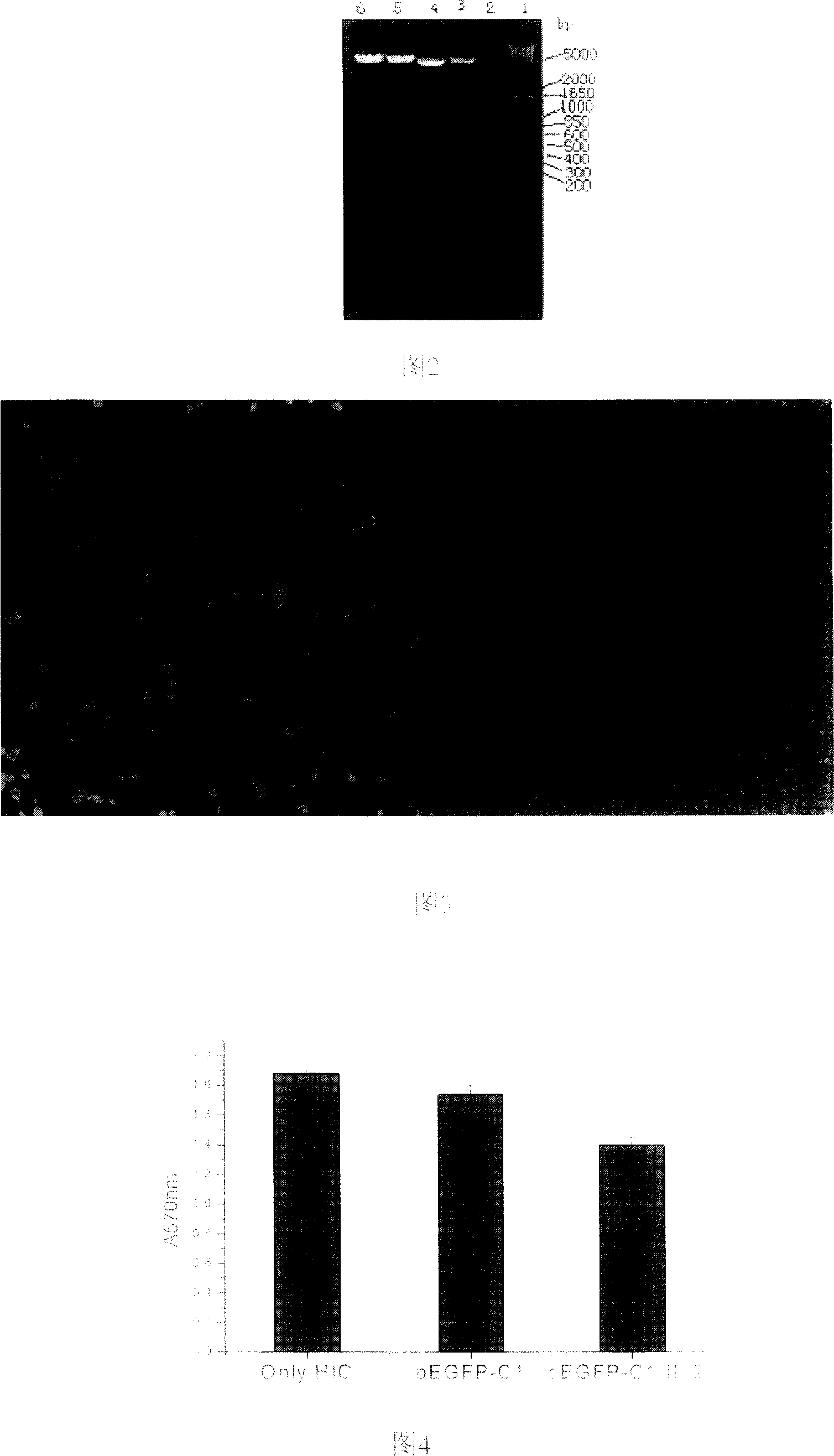 Configuration of cell facter IL-24 eucargon expression carrier and application