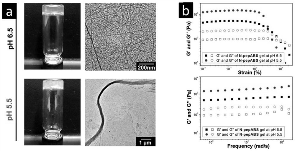 A short peptide small molecule self-assembled nanomaterial targeting hypoxic tumors and its preparation method and application