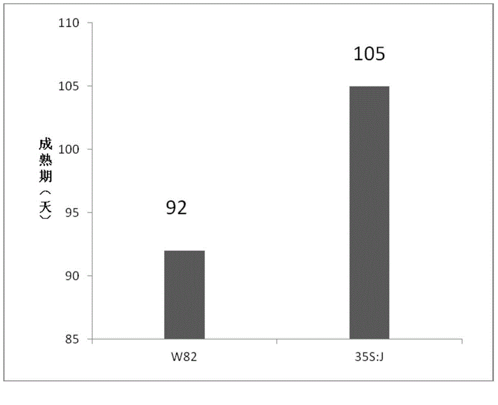 Soybean growth period gene J and encoding protein thereof