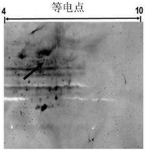 Tuberculosis vaccine candidate component and vaccine containing tuberculosis vaccine candidate component