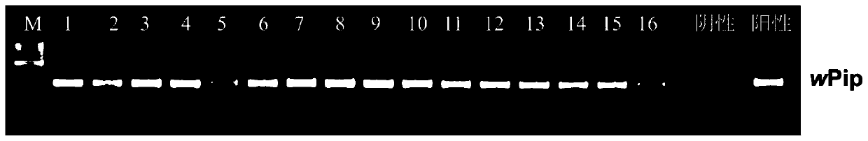 Preparation method and application of Aedes albopictus carrying culex wolbachia