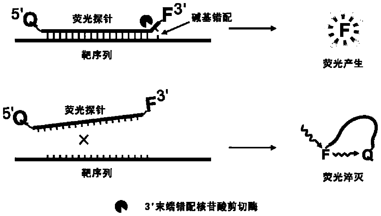 Fluorescent probe