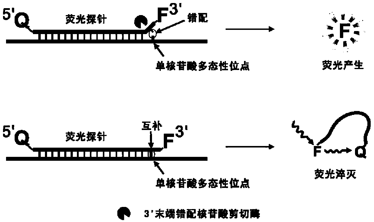 Fluorescent probe