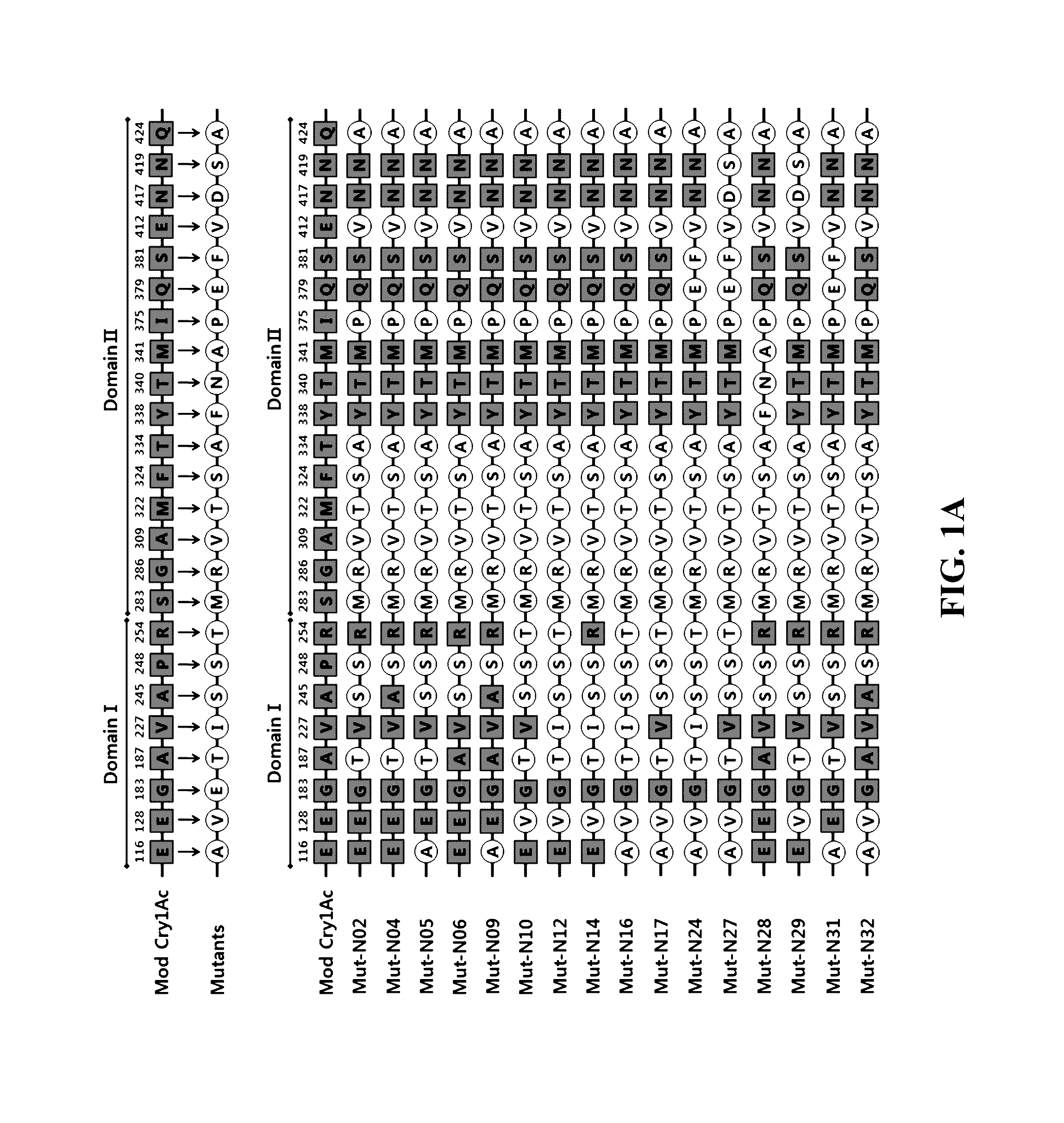 Mutant <i>Bacillus thuringiensis </i>proteins and genes encoding the same with improved insecticidal activity and use thereof