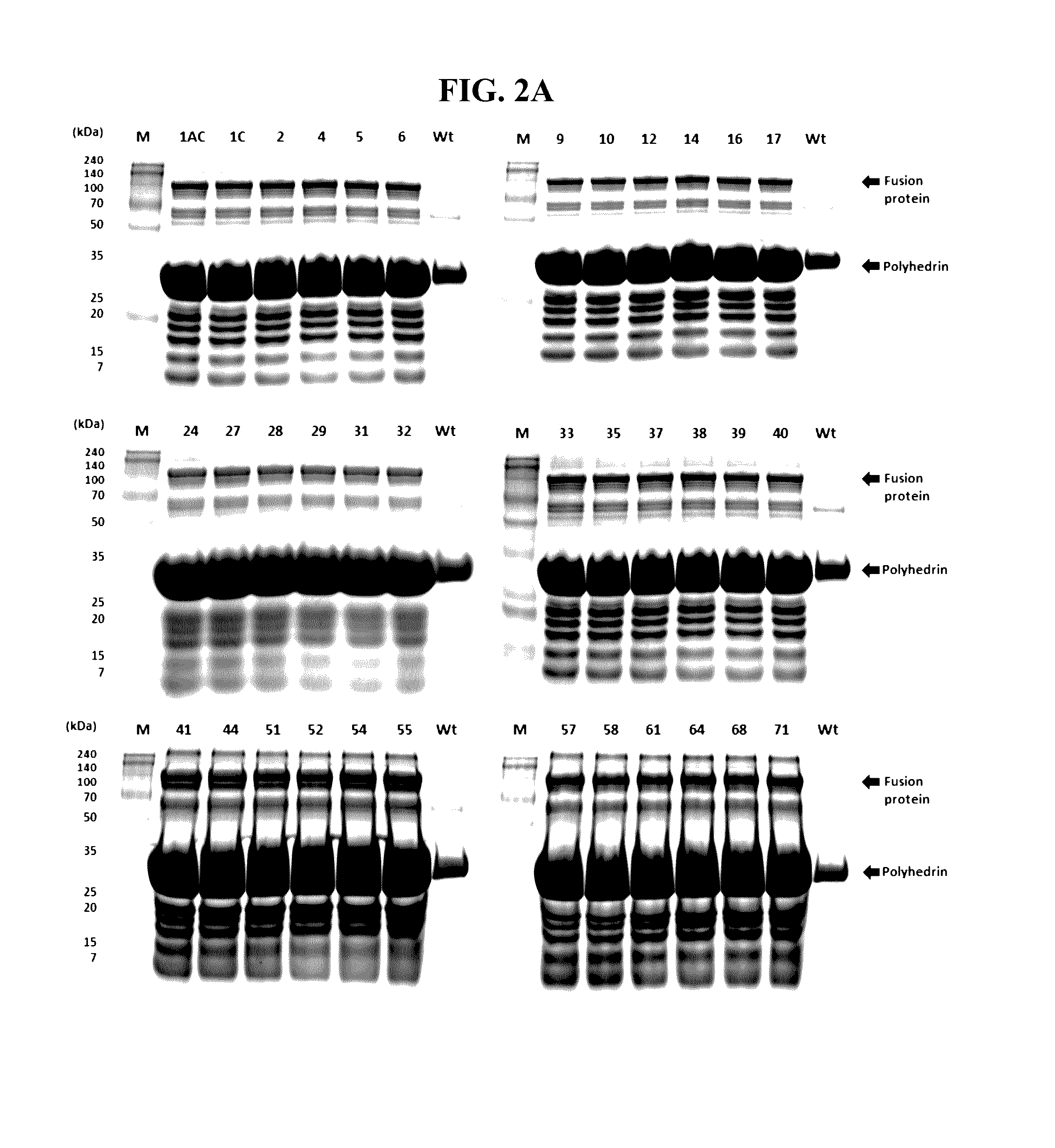 Mutant <i>Bacillus thuringiensis </i>proteins and genes encoding the same with improved insecticidal activity and use thereof