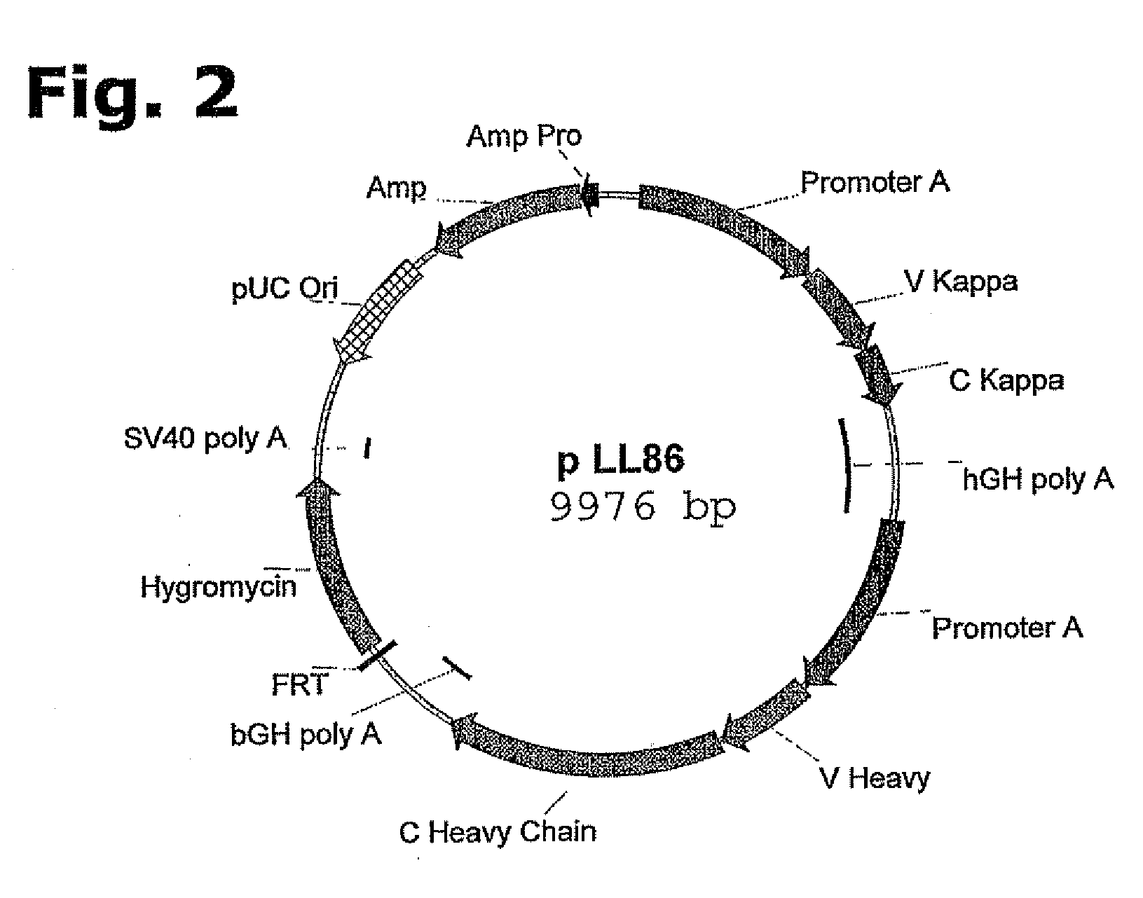 Method for Manufacturing Recombinant Polyclonal Proteins