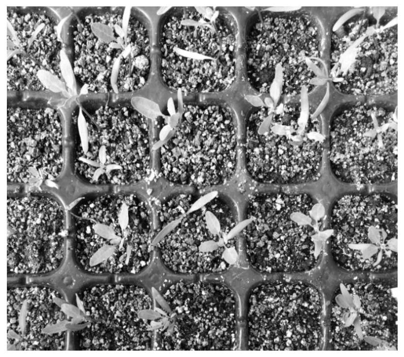 A quinoa seedling cultivation and transplanting planting method suitable for coastal saline-alkali land