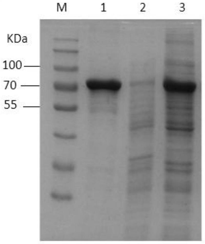 Monoclonal antibody of actinobacillus pleuropneumoniae rApxIVAN and application thereof